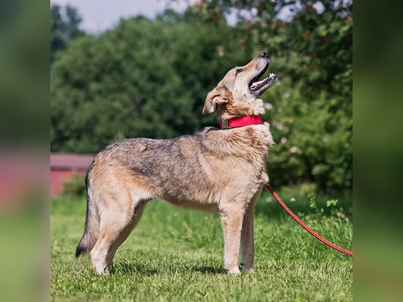 Die liebe und freundliche Zara wünscht sich schon lange ein Zuhause