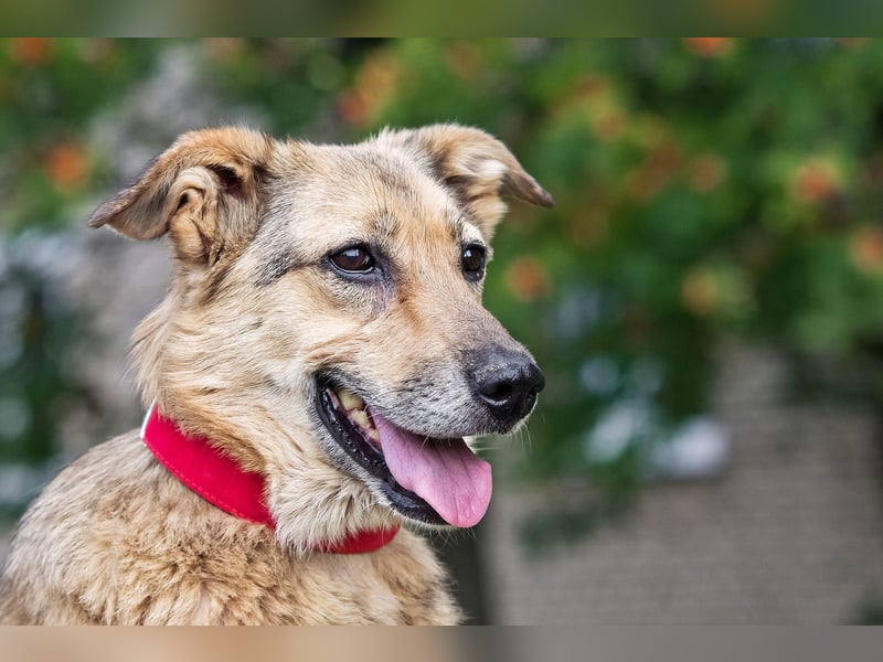 Die liebe und freundliche Zara wünscht sich schon lange ein Zuhause