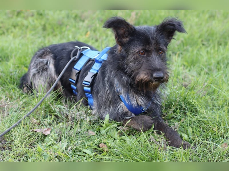 Fröhlicher Heart sucht ein Körbchen