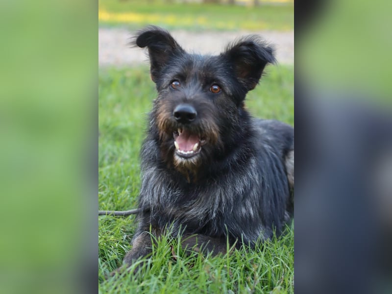 Fröhlicher Heart sucht ein Körbchen