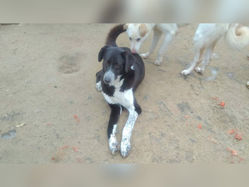 Bardi: eine großherzige Hundedame wünscht sich Familienanschluss