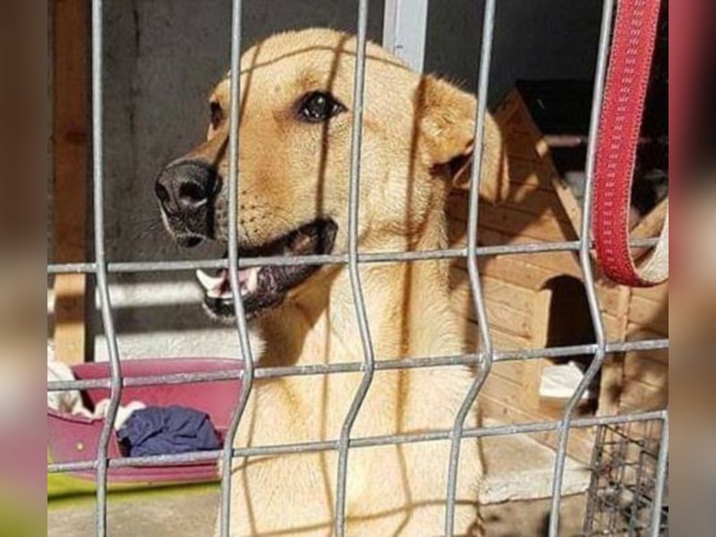 Ethan, ein wahres Goldstück