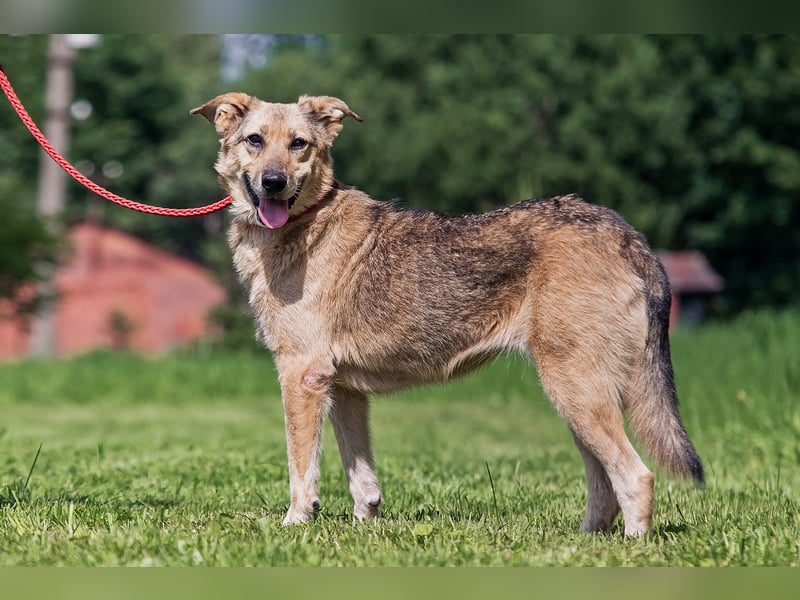 Die liebe und freundliche Zara wünscht sich schon lange ein Zuhause