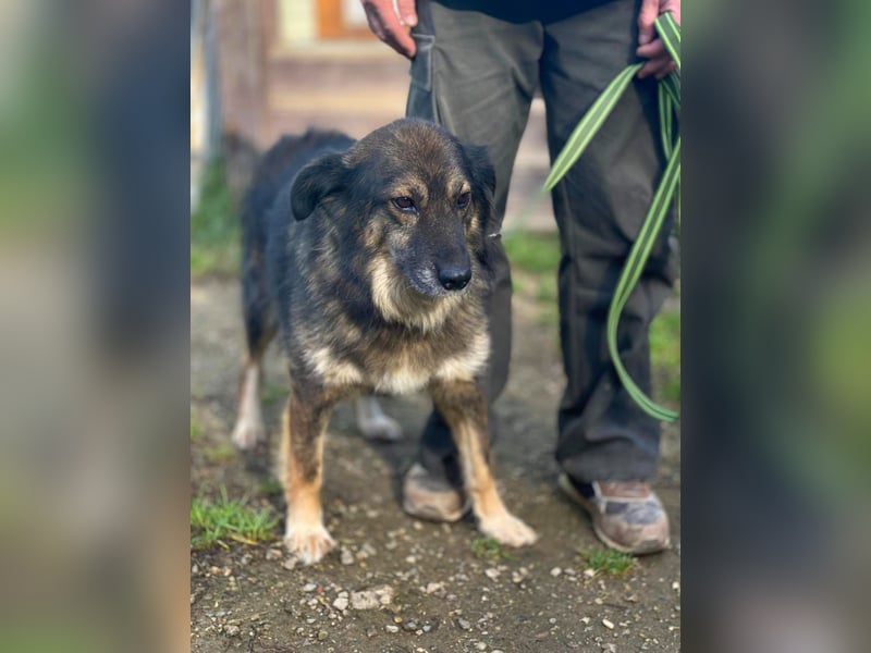 Lüba möchte gerne wieder ein Zuhause haben