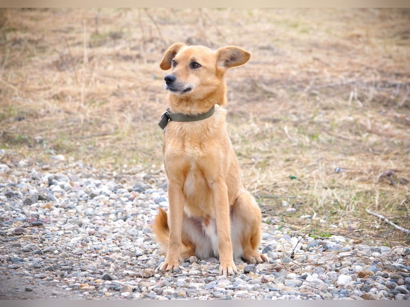Timmy: Vom Schattenhund zum Herzensbrecher