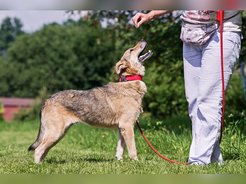 Die liebe und freundliche Zara wünscht sich schon lange ein Zuhause