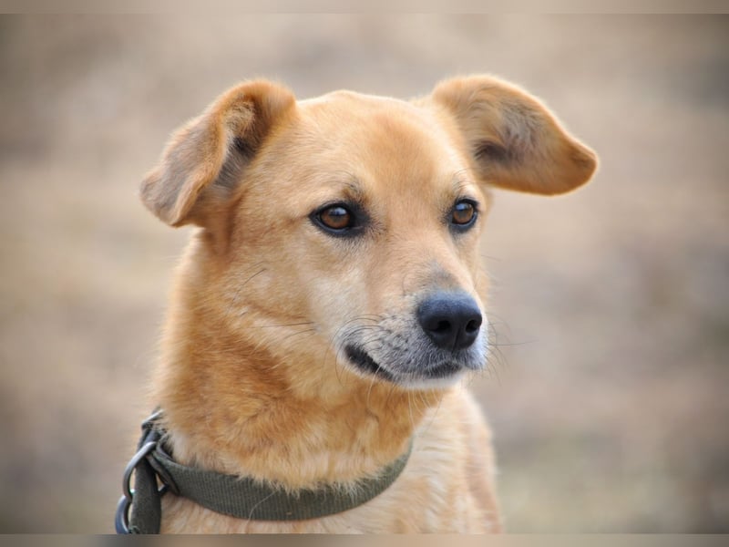 Timmy: Vom Schattenhund zum Herzensbrecher