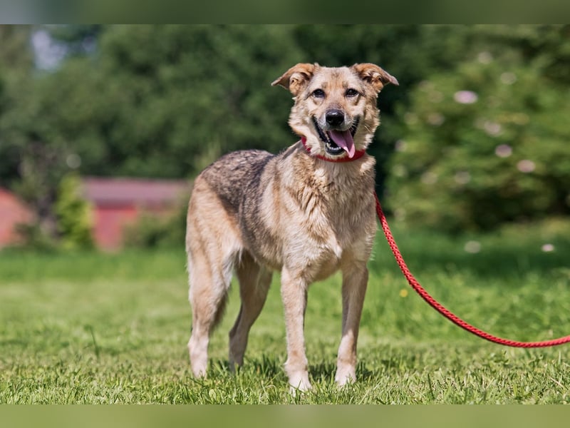 Die liebe und freundliche Zara wünscht sich schon lange ein Zuhause