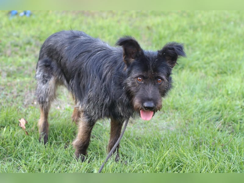 Fröhlicher Heart sucht ein Körbchen