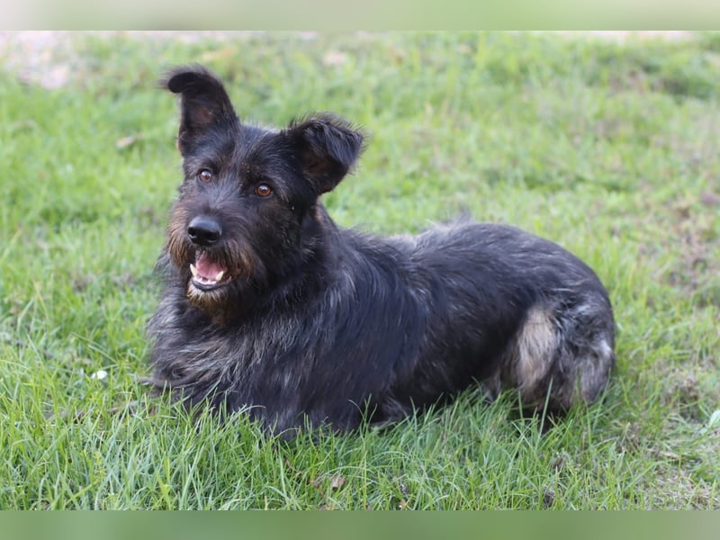 Fröhlicher Heart sucht ein Körbchen