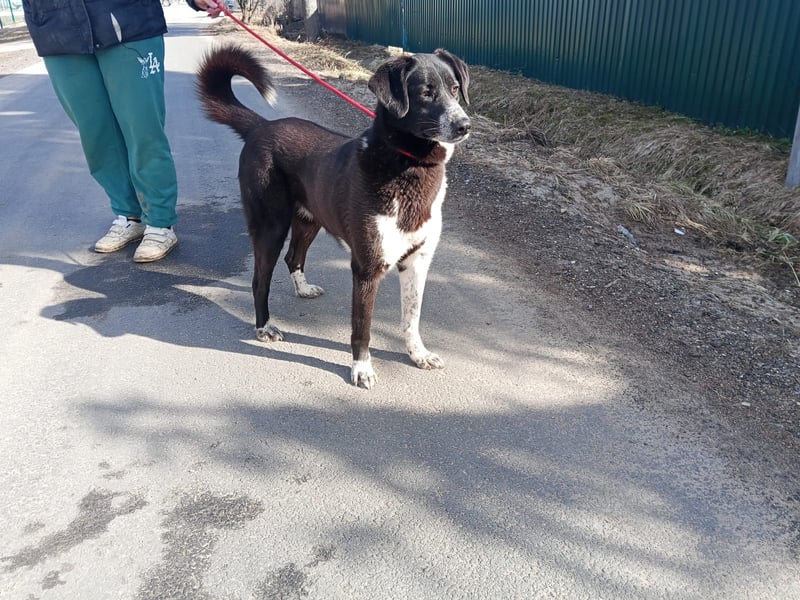 Bardi: eine großherzige Hundedame wünscht sich Familienanschluss