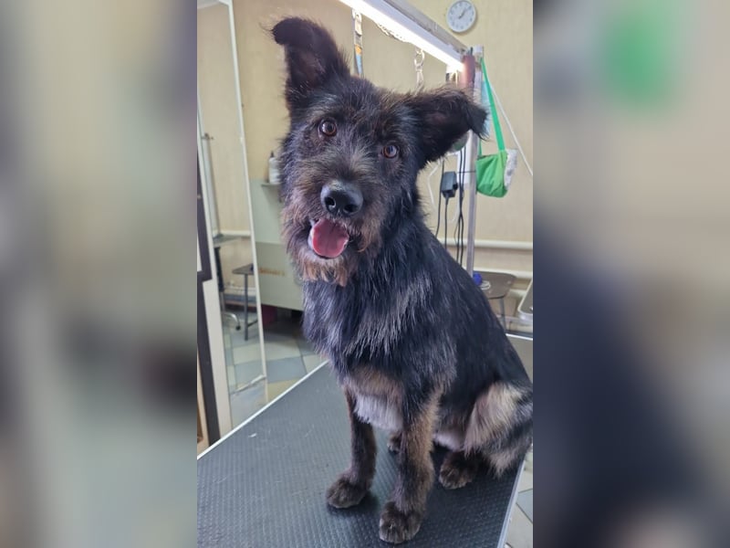 Fröhlicher Heart sucht ein Körbchen