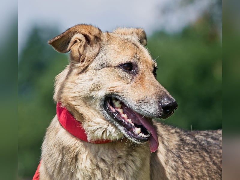 Die liebe und freundliche Zara wünscht sich schon lange ein Zuhause