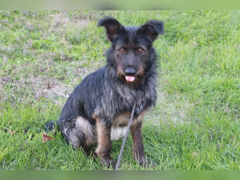 Fröhlicher Heart sucht ein Körbchen