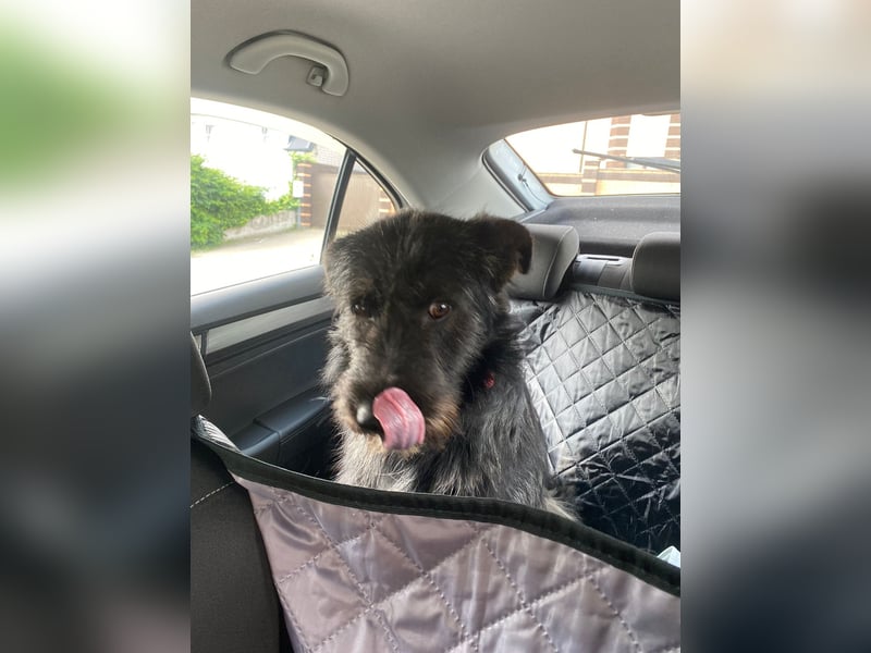 Fröhlicher Heart sucht ein Körbchen