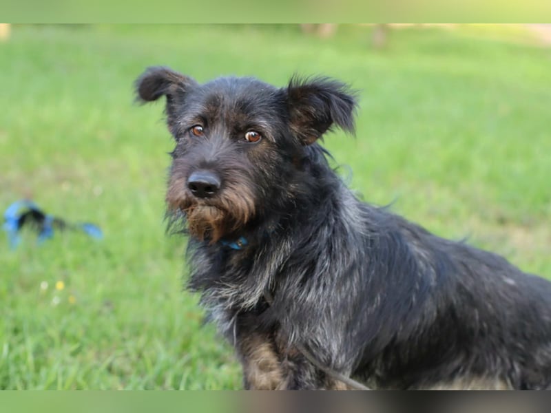 Fröhlicher Heart sucht ein Körbchen