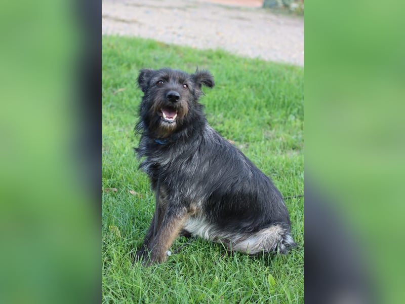 Fröhlicher Heart sucht ein Körbchen