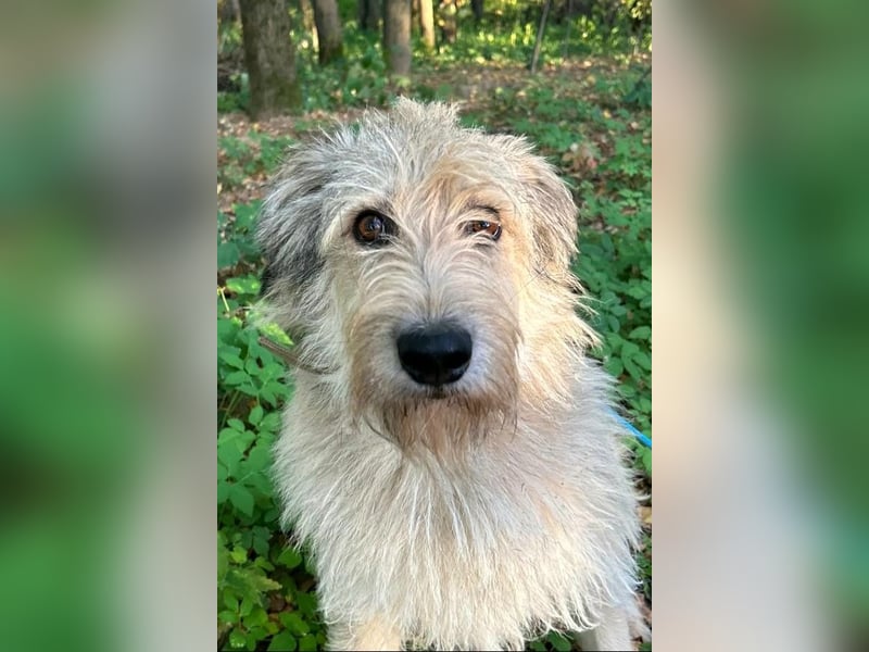 Kasper wünscht sich eine Familie Kasper wünscht sich eine Familie