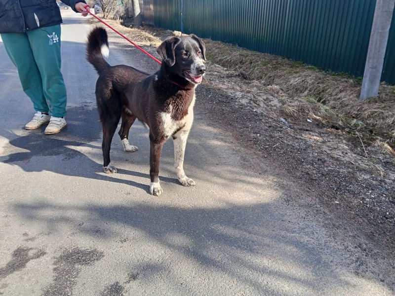 Bardi: eine großherzige Hundedame wünscht sich Familienanschluss