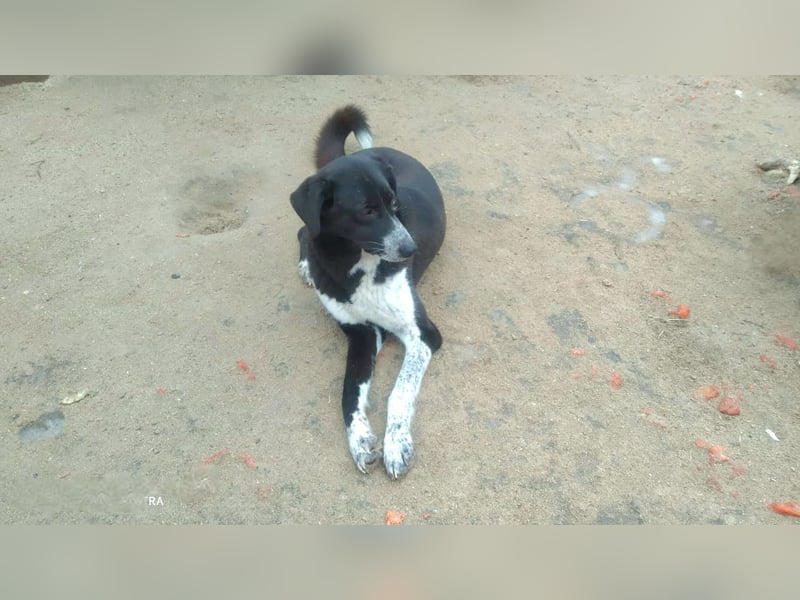 Bardi: eine großherzige Hundedame wünscht sich Familienanschluss