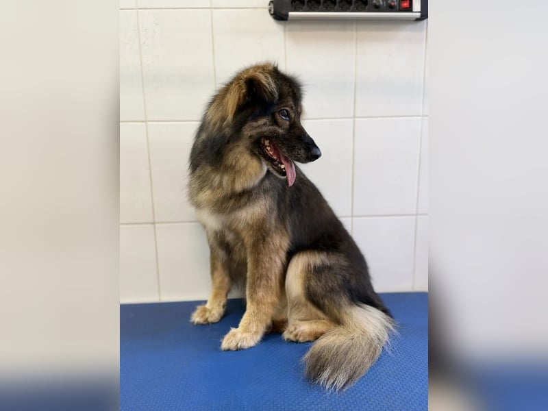 Lüba möchte gerne wieder ein Zuhause haben