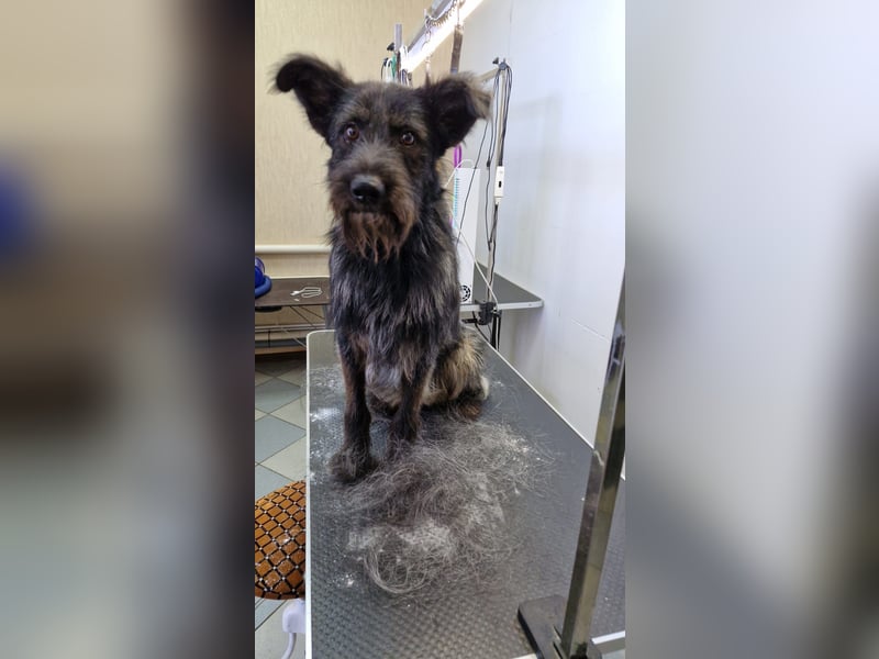 Fröhlicher Heart sucht ein Körbchen