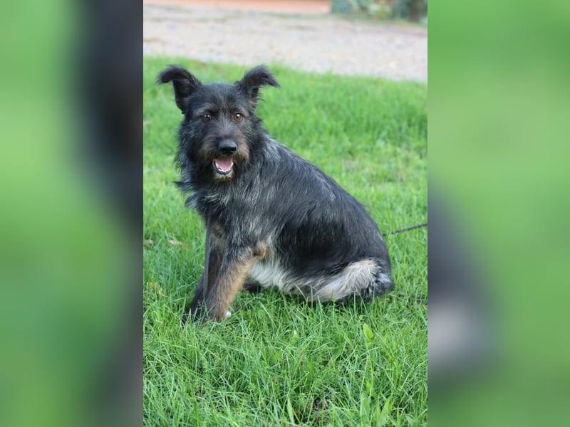 Fröhlicher Heart sucht ein Körbchen