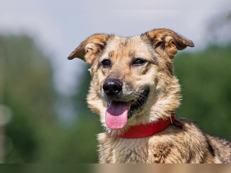 Die liebe und freundliche Zara wünscht sich schon lange ein Zuhause