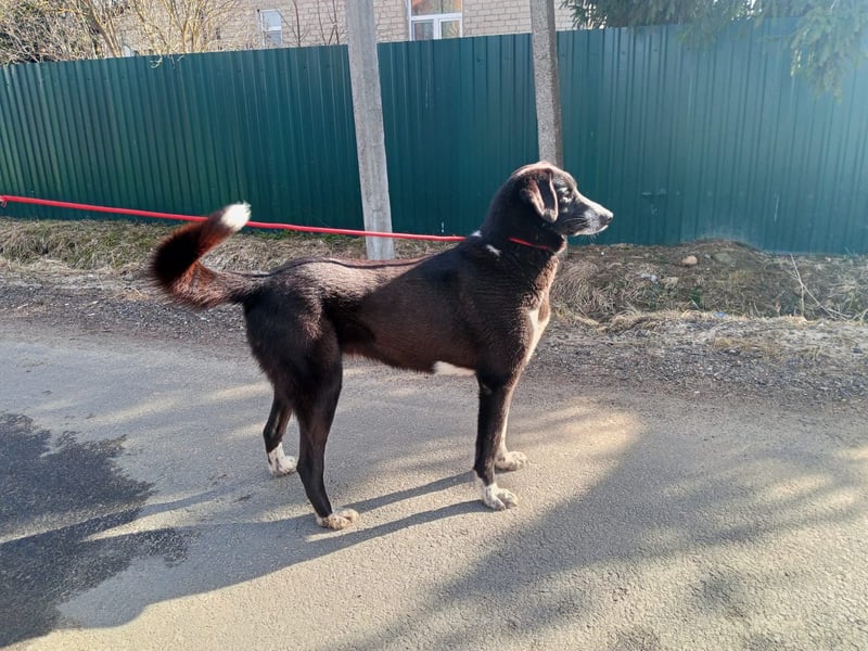 Bardi: eine großherzige Hundedame wünscht sich Familienanschluss