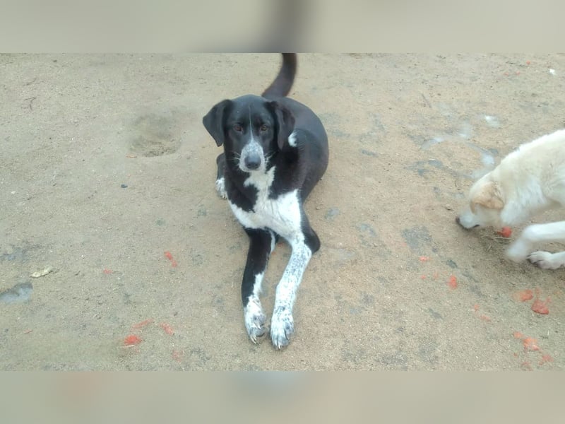 Bardi: eine großherzige Hundedame wünscht sich Familienanschluss