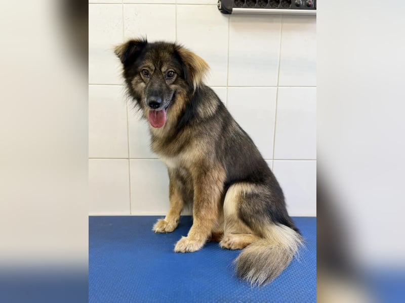 Lüba möchte gerne wieder ein Zuhause haben