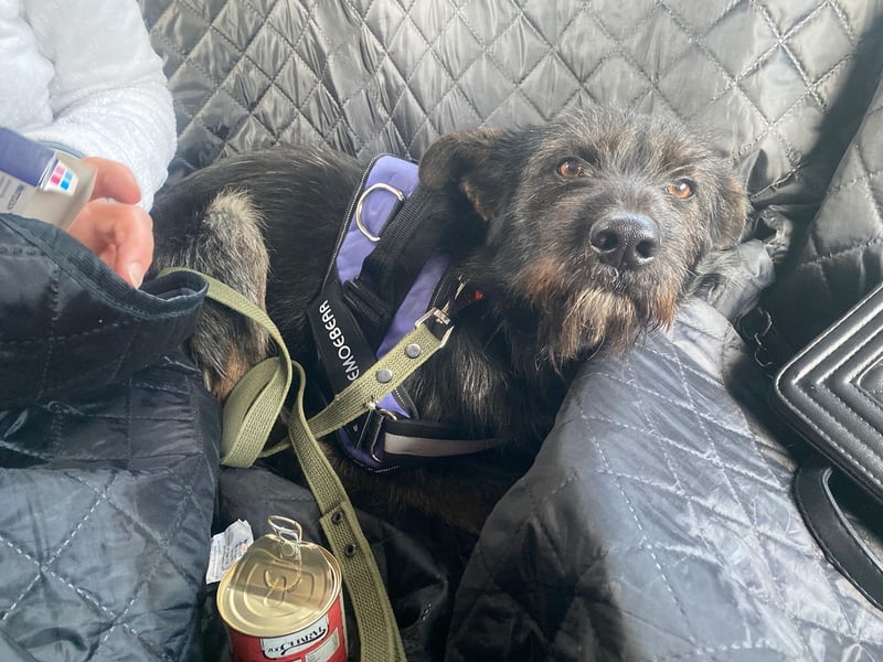 Fröhlicher Heart sucht ein Körbchen