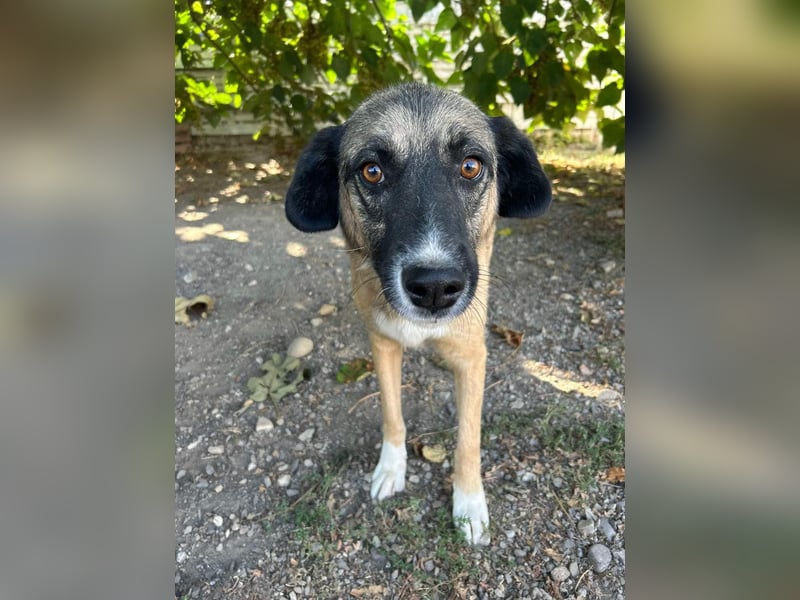 Ajax - Treue Seele sucht Dich ❤️