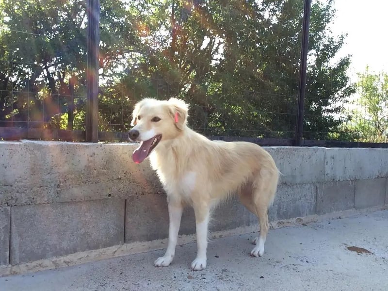 Anka - Auf der Suche nach hundeerfahrenen Menschen die ihr Sicherheit geben ❤️