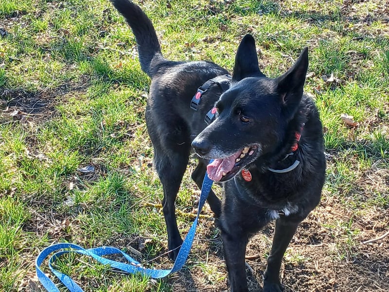Nero - Goldschatz sucht entgültiges Zuhause ❤️