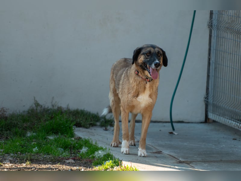 Ajax - Treue Seele sucht Dich ❤️