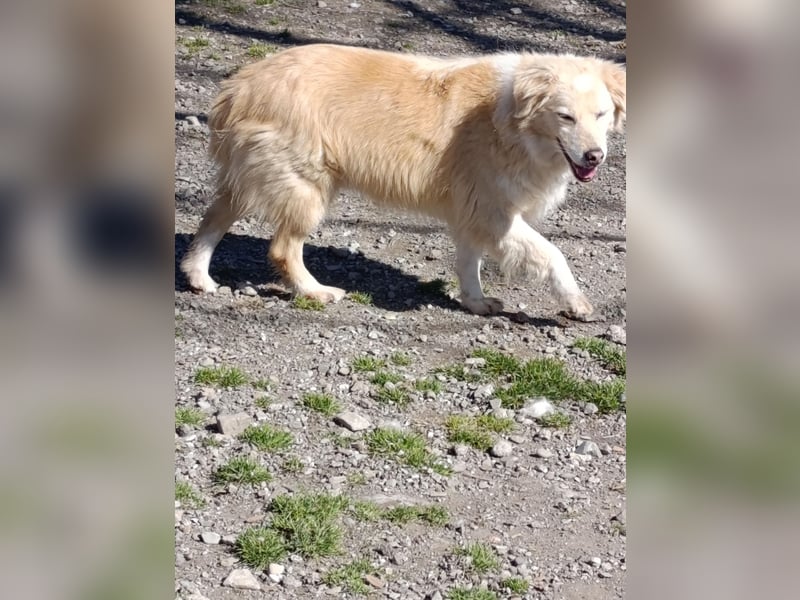 Anka - Auf der Suche nach hundeerfahrenen Menschen die ihr Sicherheit geben ❤️