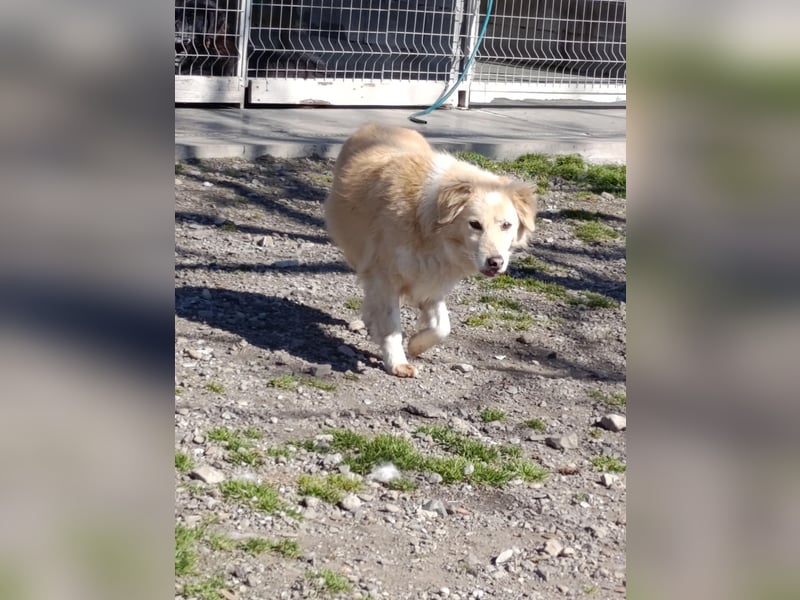 Anka - Auf der Suche nach hundeerfahrenen Menschen die ihr Sicherheit geben ❤️