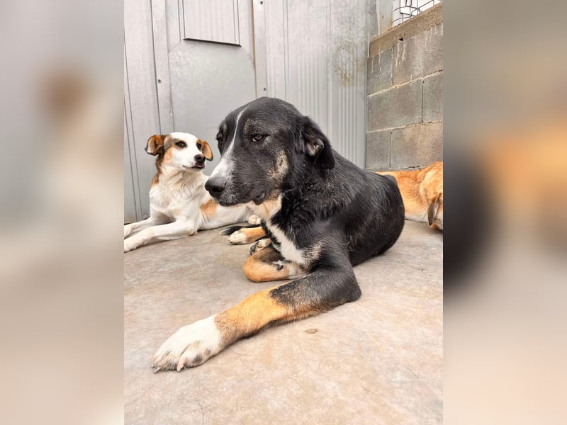 Morris - Verspielter Junghund sucht aktives Zuhause ❤️ Morris - Verspielter Junghund sucht aktives Zuhause ❤️