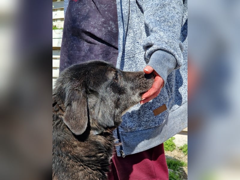 Samu - Sanfter Riese sucht Zuhause zum Ankommen ❤️