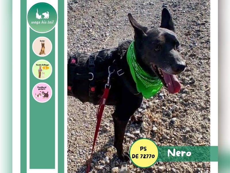 Nero - Goldschatz sucht entgültiges Zuhause ❤️