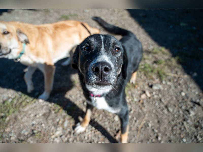 Morris - Verspielter Junghund sucht aktives Zuhause ❤️