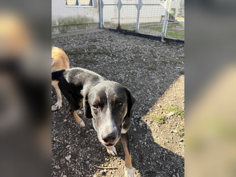 Morris - Verspielter Junghund sucht aktives Zuhause ❤️ Morris - Verspielter Junghund sucht aktives Zuhause ❤️