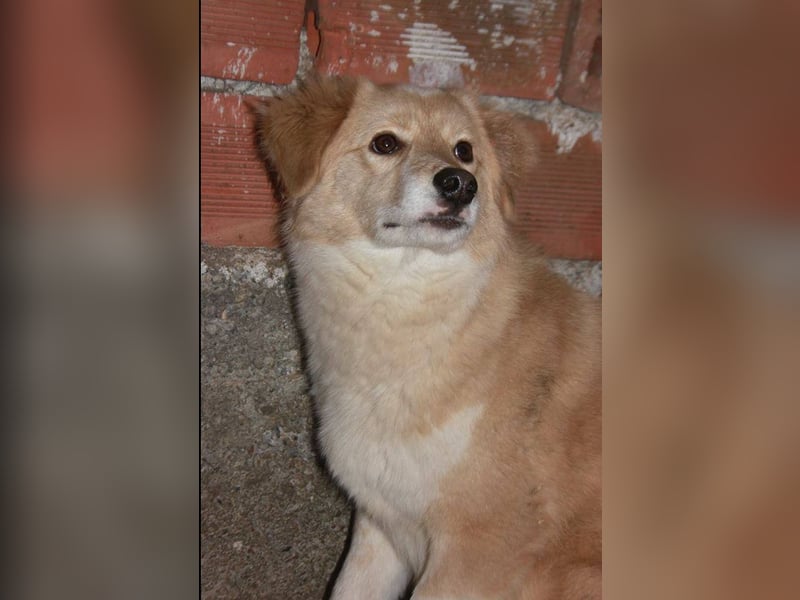 Anka - Auf der Suche nach hundeerfahrenen Menschen die ihr Sicherheit geben ❤️