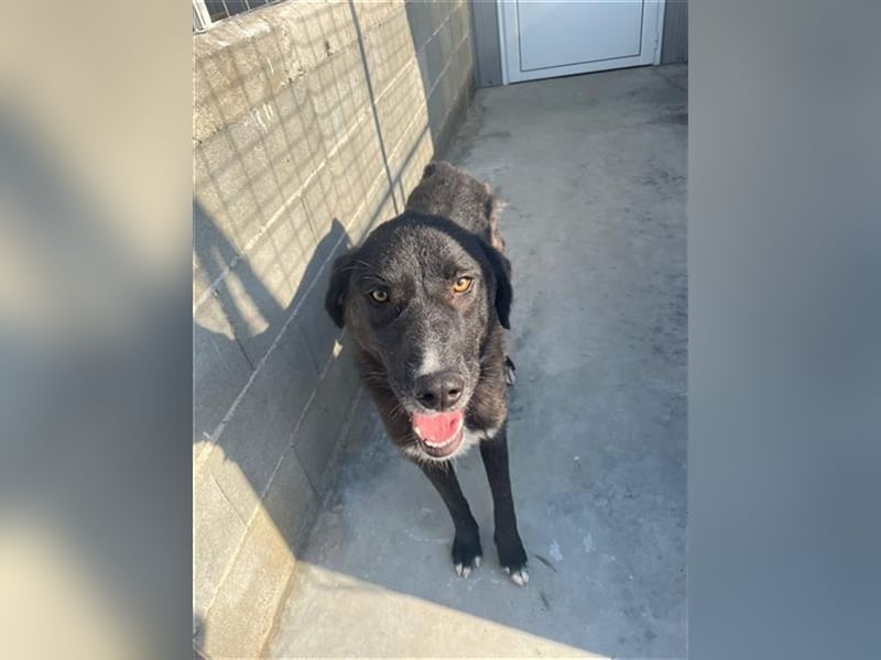 Samu - Sanfter Riese sucht Zuhause zum Ankommen ❤️