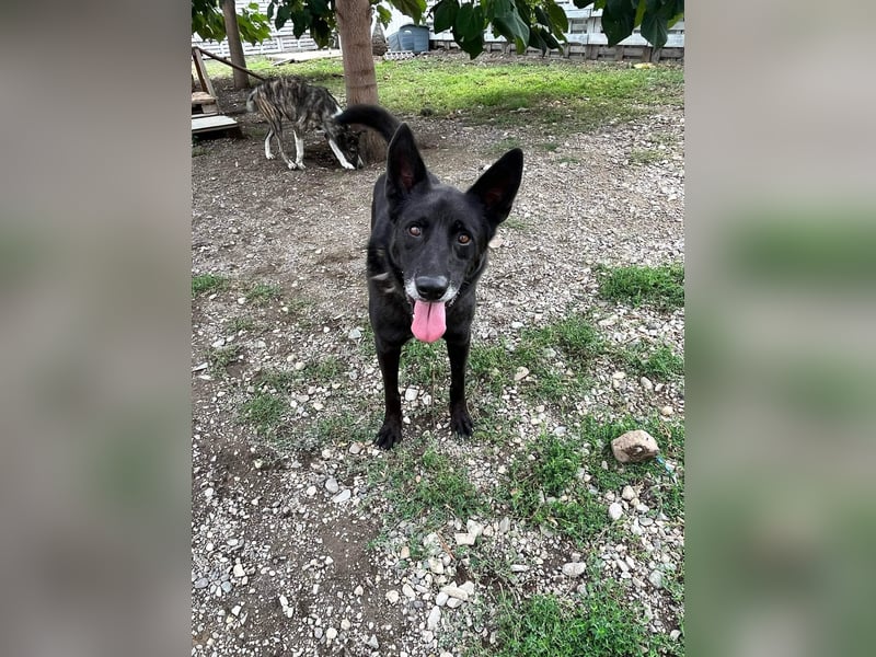 Nero - Goldschatz sucht entgültiges Zuhause ❤️