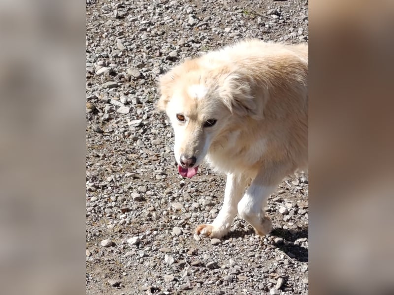 Anka - Auf der Suche nach hundeerfahrenen Menschen die ihr Sicherheit geben ❤️