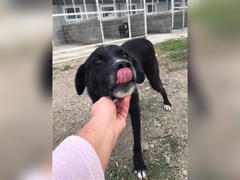 Samu - Sanfter Riese sucht Zuhause zum Ankommen ❤️