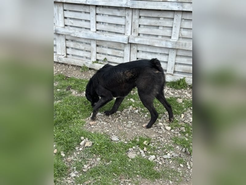 Samu - Sanfter Riese sucht Zuhause zum Ankommen ❤️