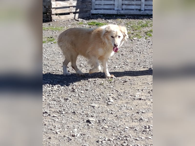 Anka - Auf der Suche nach hundeerfahrenen Menschen die ihr Sicherheit geben ❤️